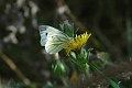 green-veined white, butterfly-4